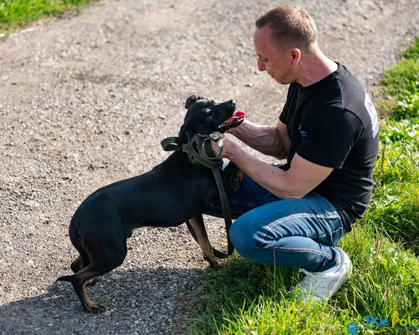 Pies do adopcji, Racławice, 8 września 2025 (2/5)