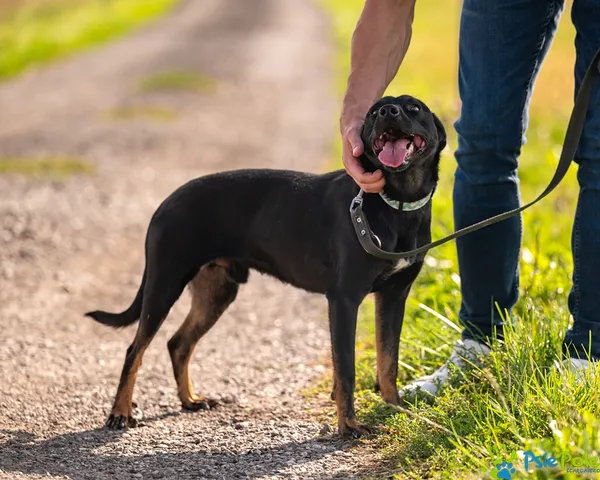 Pies do adopcji, Racławice, 8 września 2025 (3/5)