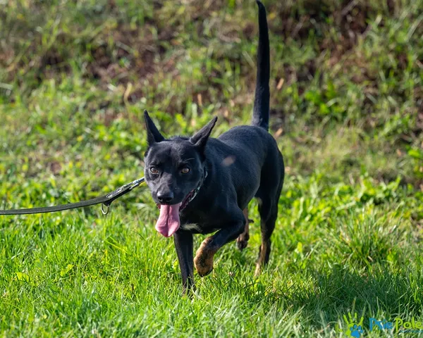 Pies do adopcji, Racławice, 8 września 2025 (5/5)