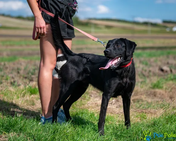 Pies do adopcji, Racławice, 9 września 2025 (1/5)