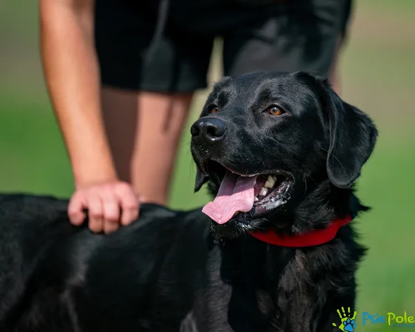 Pies do adopcji, Racławice, 9 września 2025 (2/5)