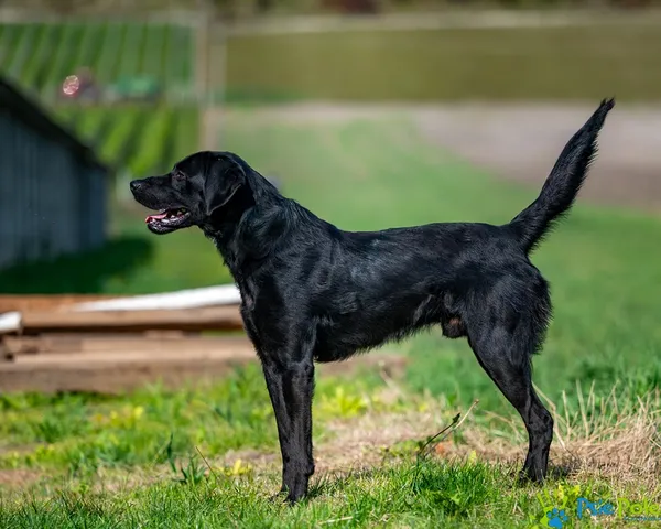 Pies do adopcji, Racławice, 9 września 2025 (3/5)