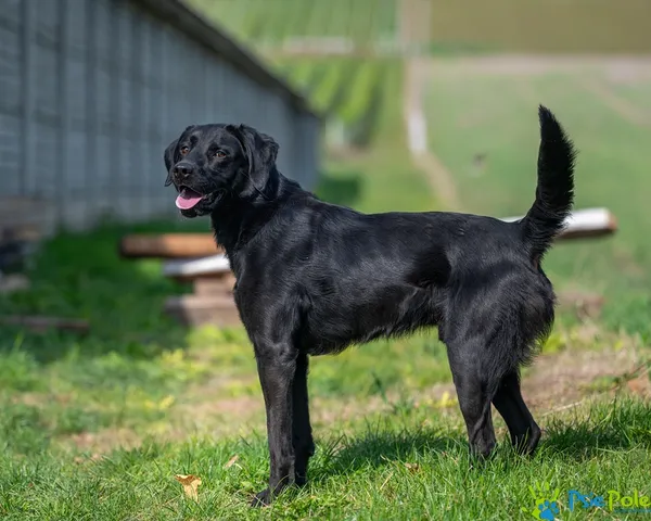 Pies do adopcji, Racławice, 9 września 2025 (5/5)