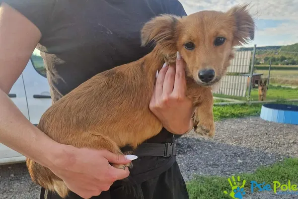 Pies do adopcji, Racławice, 12 września 2025 (1/2)