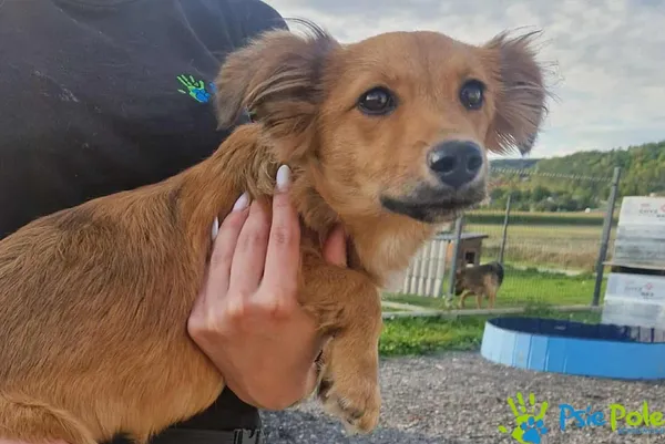 Pies do adopcji, Racławice, 12 września 2025 (2/2)