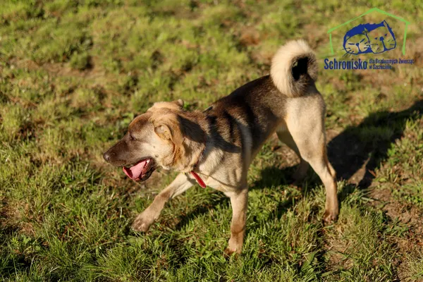 Pies do adopcji, Szczecin, 12 września 2025 (2/4)