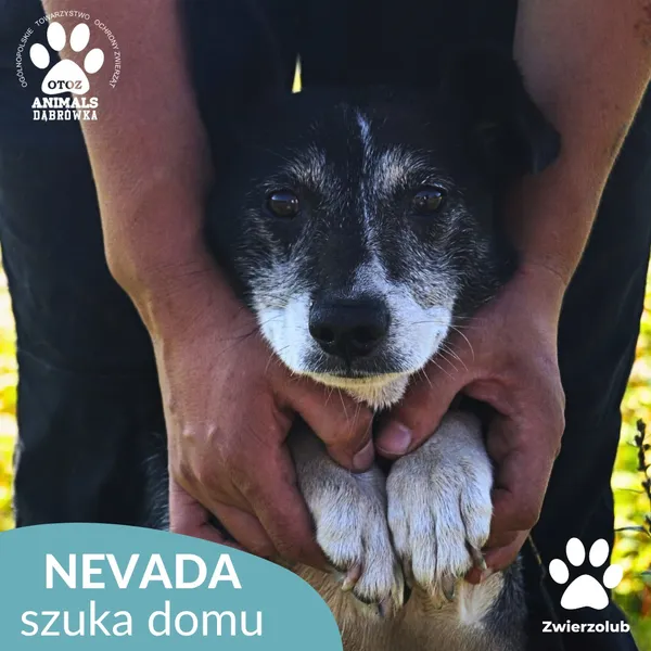 Pies do adopcji, Dąbrówka, 12 września 2025 (3/4)