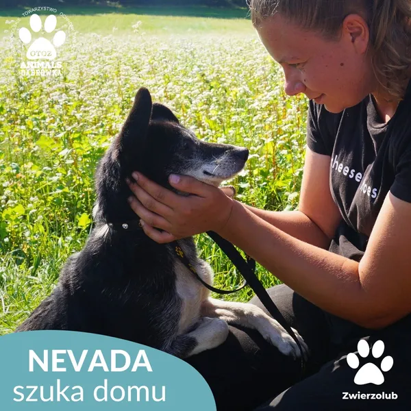 Pies do adopcji, Dąbrówka, 12 września 2025 (4/4)