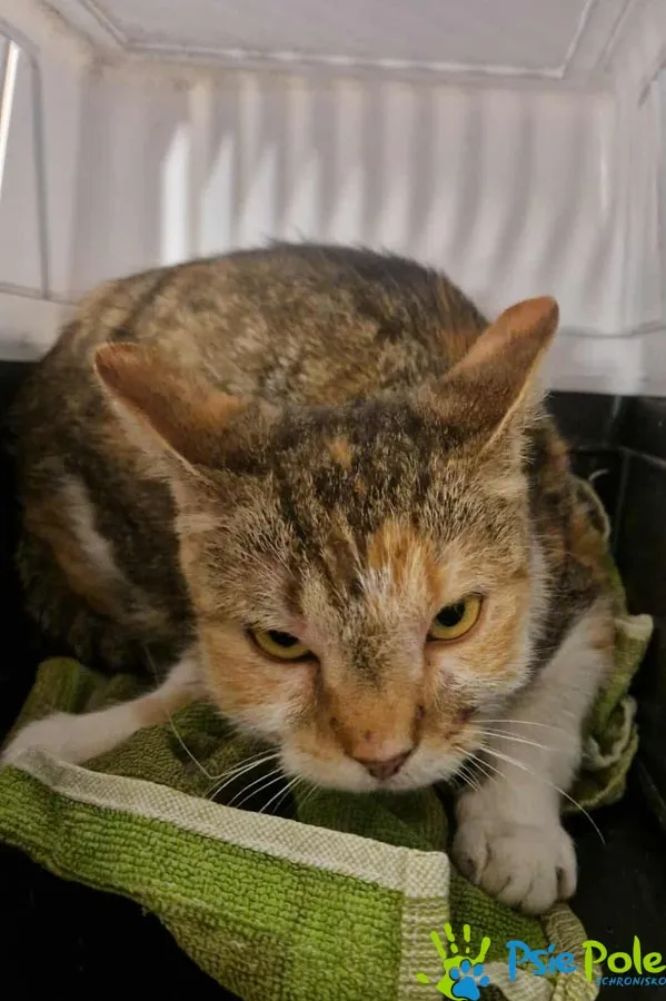 Znaleziono kota, Racławice, 12 września 2025