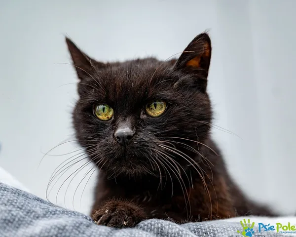 Znaleziono kota, Racławice, 10 września 2025 (1/5)