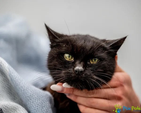 Znaleziono kota, Racławice, 10 września 2025 (3/5)