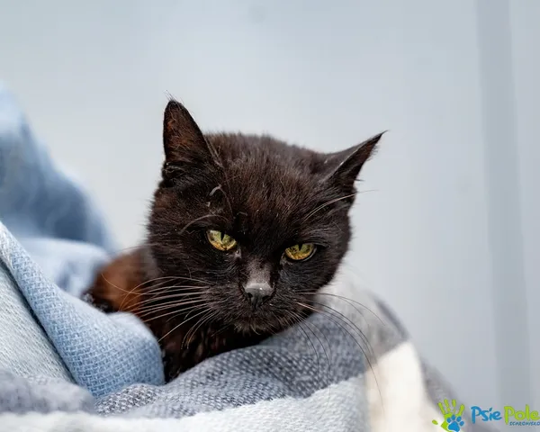 Znaleziono kota, Racławice, 10 września 2025 (5/5)