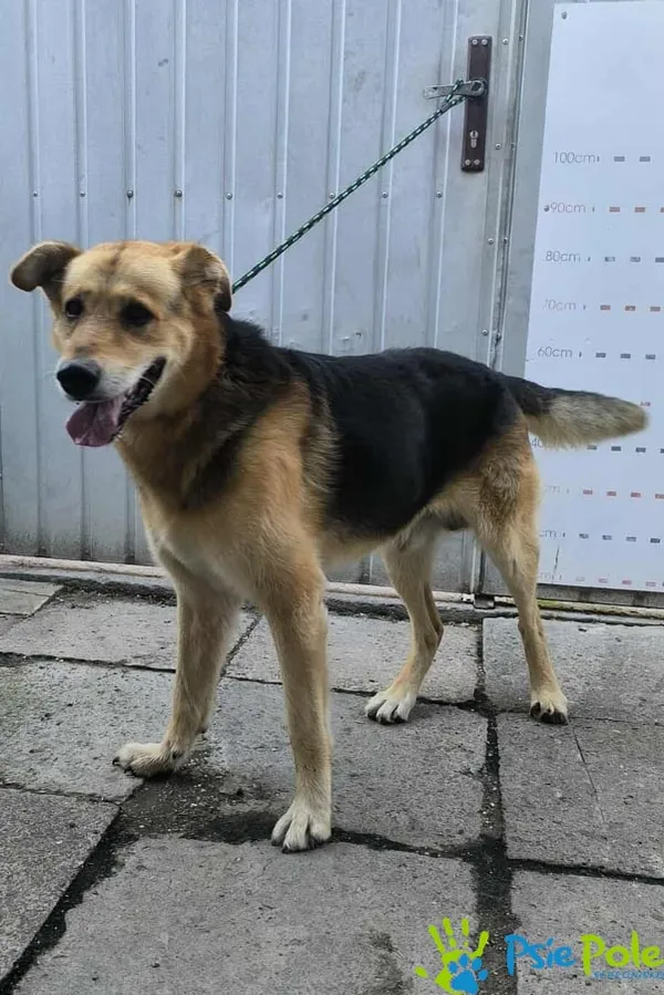 Znaleziono psa, Racławice, 9 września 2025 (1/5)