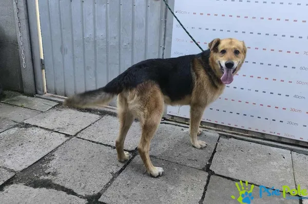 Znaleziono psa, Racławice, 9 września 2025 (2/5)