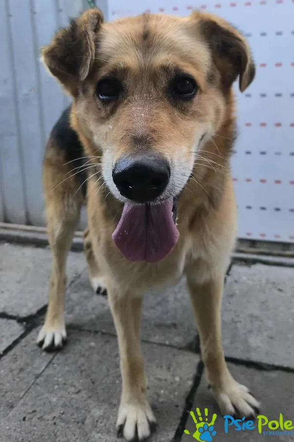 Znaleziono psa, Racławice, 9 września 2025 (3/5)