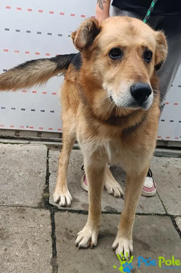 Znaleziono psa, Racławice, 9 września 2025 (4/5)