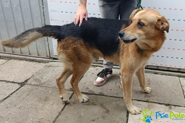 Znaleziono psa, Racławice, 9 września 2025 (5/5)