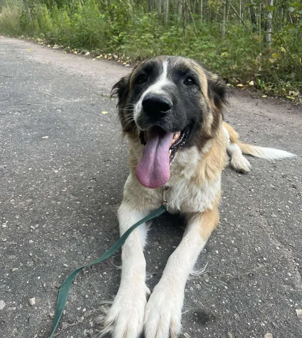 Pies do adopcji, Konin, 1 lipca 2025 (3/3)