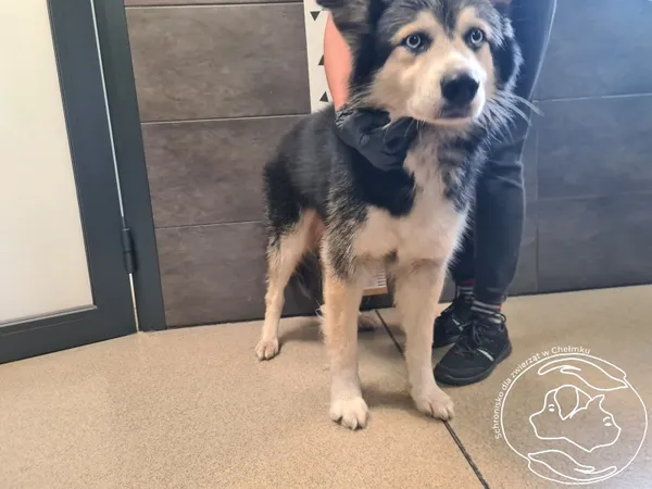 Znaleziono psa, Chełmek, 12 września 2025