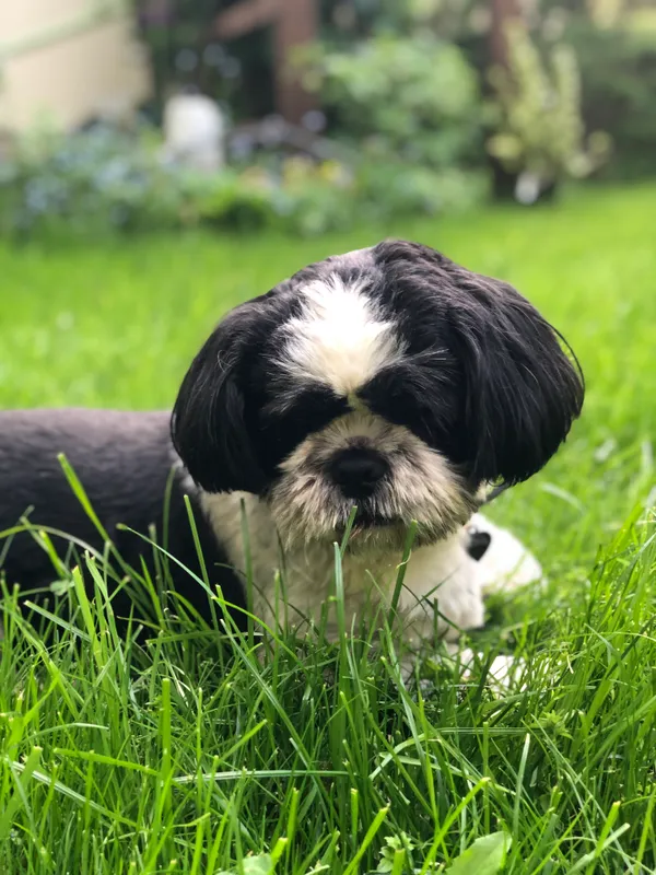 Zaginął pies, Warszawa, Radość, 13 września 2025 (2/3)