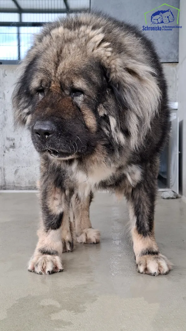 Pies do adopcji, Szczecin, 25 lipca 2025 (2/2)