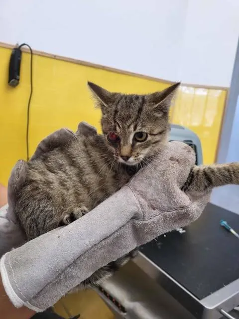 Znaleziono kota, Grudziądz, 13 września 2025