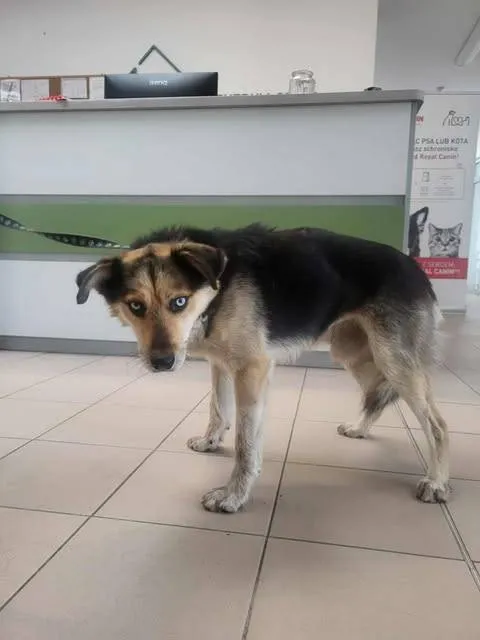 Znaleziono psa, Grudziądz, 13 września 2025