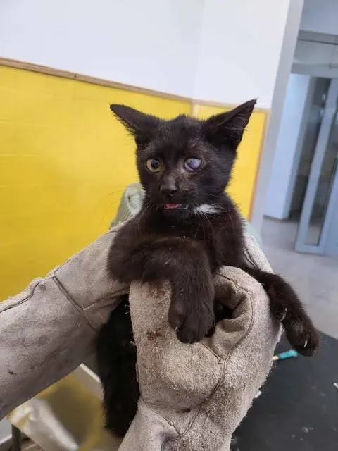 Znaleziono kota, Grudziądz, 13 września 2025