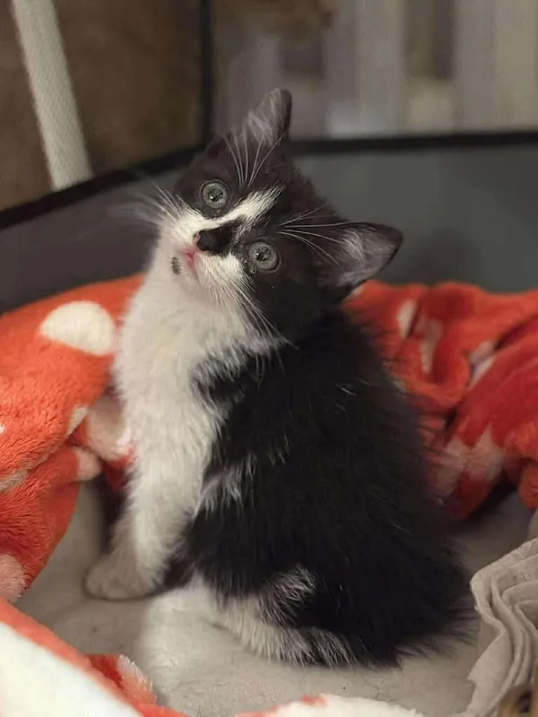 Znaleziono kota, Lublin, 12 września 2025