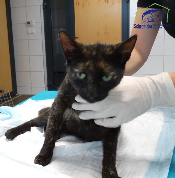 Znaleziono kota, Szczecin, 12 września 2025 (1/2)