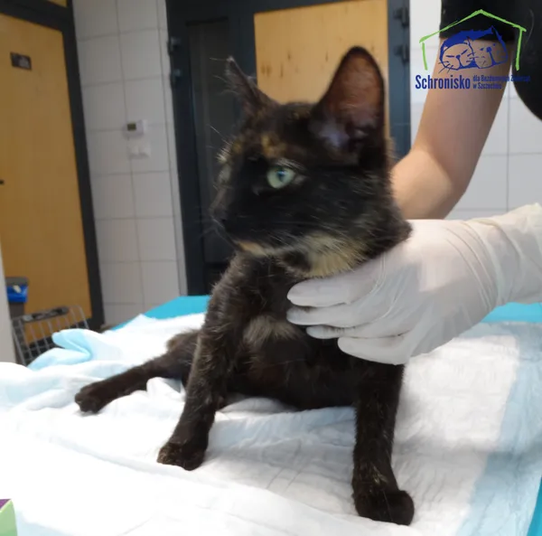 Znaleziono kota, Szczecin, 12 września 2025 (2/2)