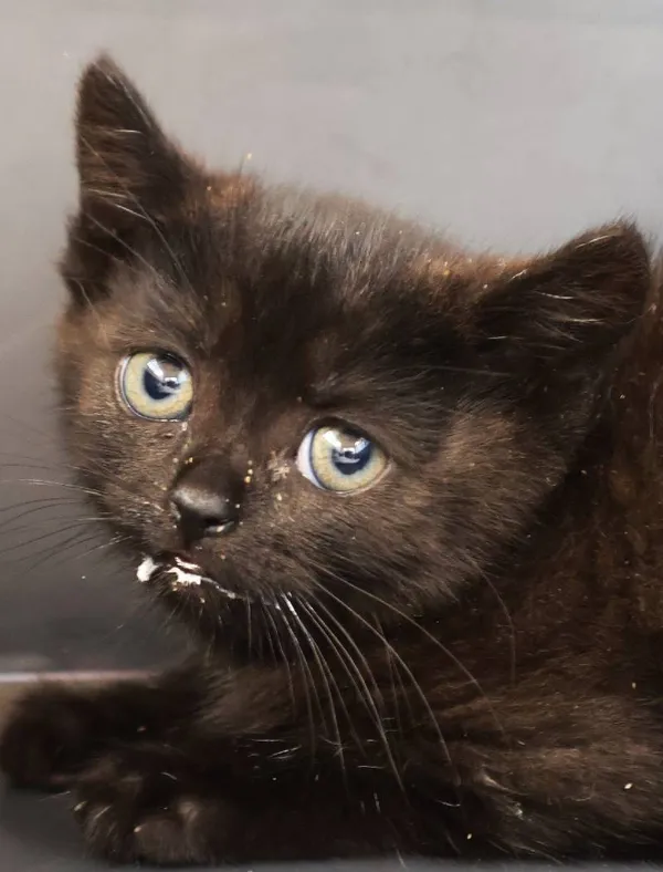 Znaleziono kota, Łódź, 12 września 2025 (1/3)