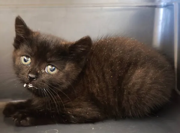 Znaleziono kota, Łódź, 12 września 2025 (2/3)