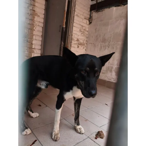 Znaleziono psa, Białystok, 14 września 2025