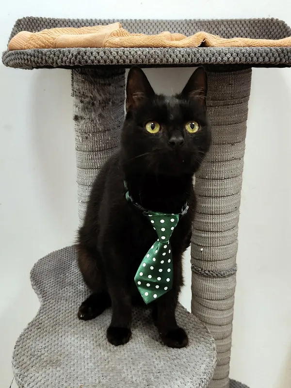 Kot do adopcji, Włocławek, 13 września 2025 (1/5)