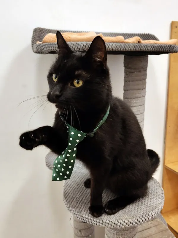 Kot do adopcji, Włocławek, 13 września 2025 (2/5)