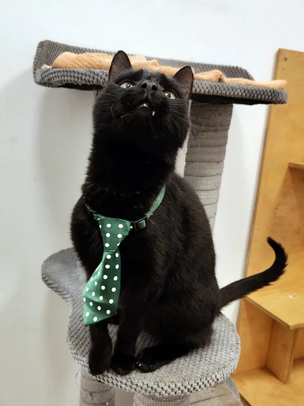 Kot do adopcji, Włocławek, 13 września 2025 (3/5)