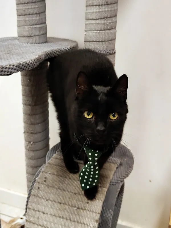 Kot do adopcji, Włocławek, 13 września 2025 (4/5)