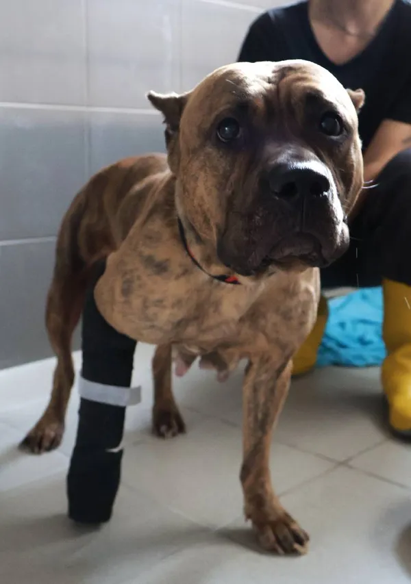 Znaleziono psa, Łódź, 13 września 2025 (3/3)