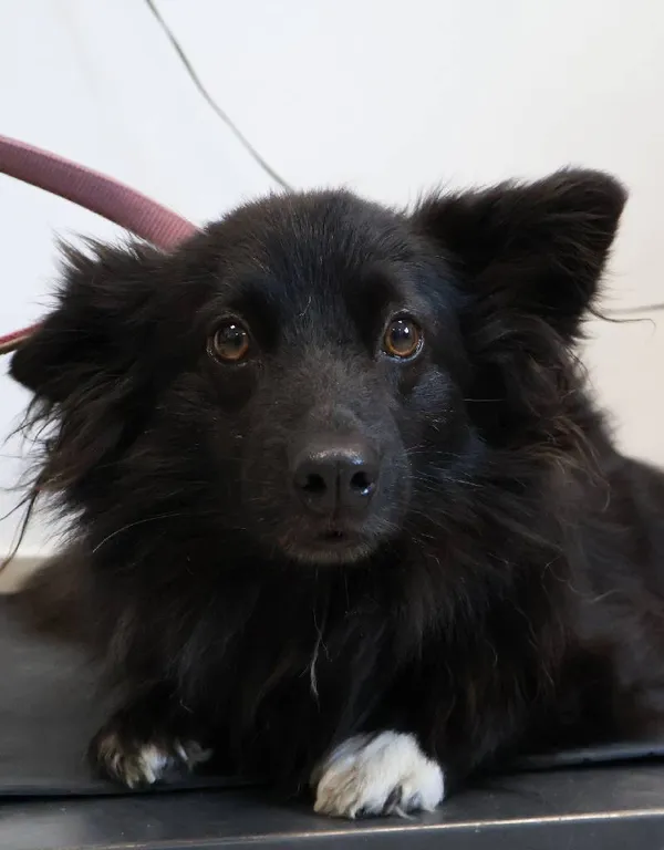 Znaleziono psa, Łódź, 13 września 2025 (1/3)