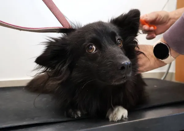 Znaleziono psa, Łódź, 13 września 2025 (2/3)