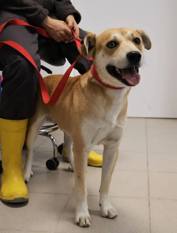 Znaleziono psa, Łódź, 13 września 2025 (1/5)