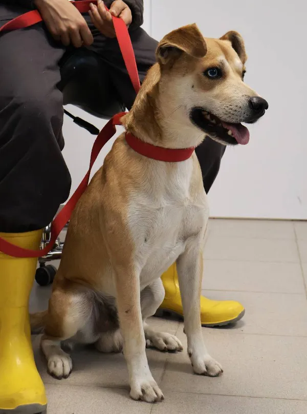 Znaleziono psa, Łódź, 13 września 2025 (2/5)