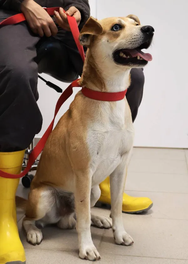 Znaleziono psa, Łódź, 13 września 2025 (3/5)