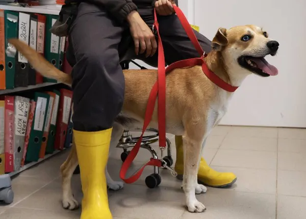 Znaleziono psa, Łódź, 13 września 2025 (4/5)