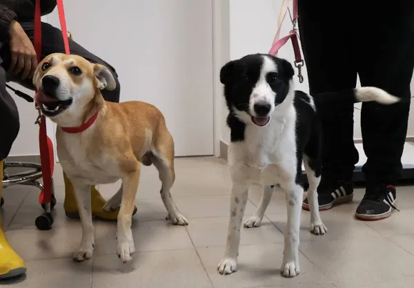 Znaleziono psa, Łódź, 13 września 2025 (5/5)