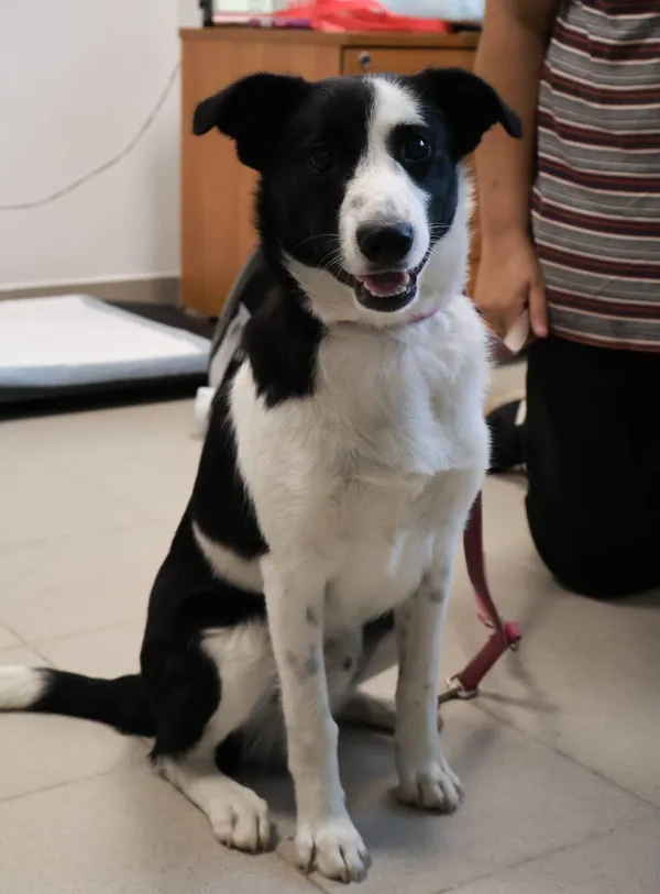 Znaleziono psa, Łódź, 13 września 2025 (1/5)