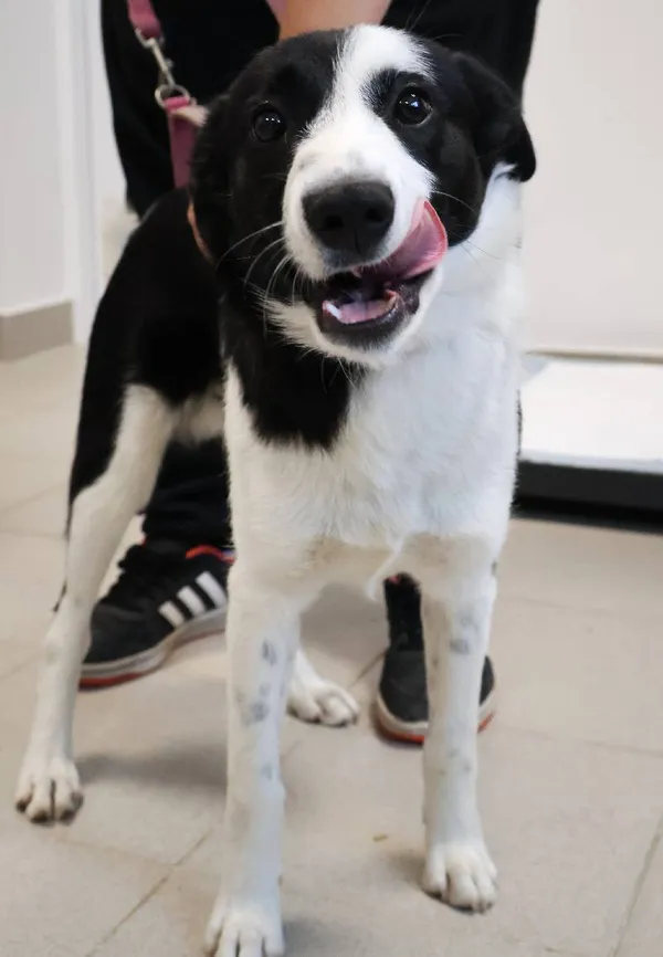 Znaleziono psa, Łódź, 13 września 2025 (3/5)