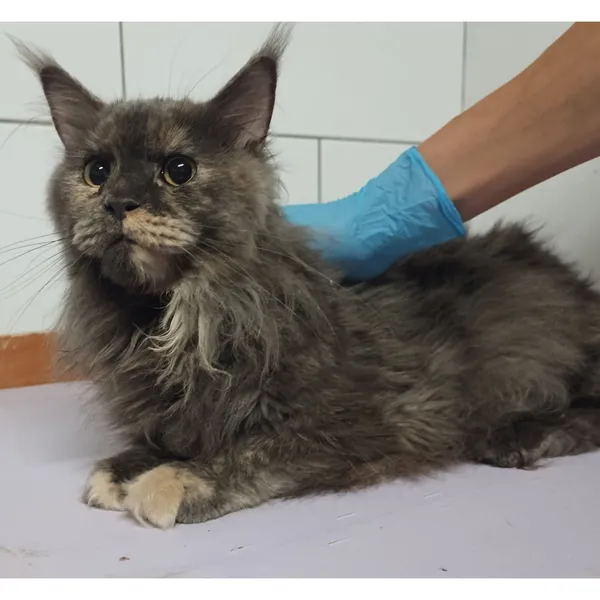 Znaleziono kota, Białystok, 13 września 2025