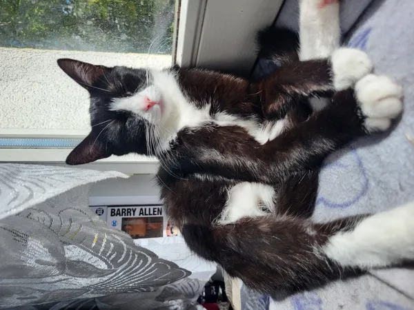 Zaginął kot, Łódź, 14 września 2025